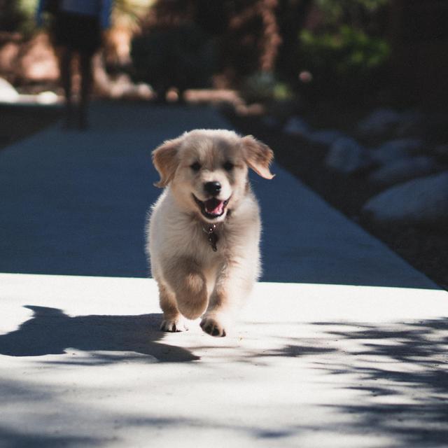 Our English Yellow Lab (Piper) Fund!