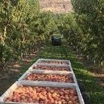 Orchard Valley Farms and Market
