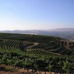 Tishbi winery