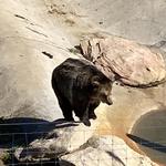 The Wild Animal Sanctuary