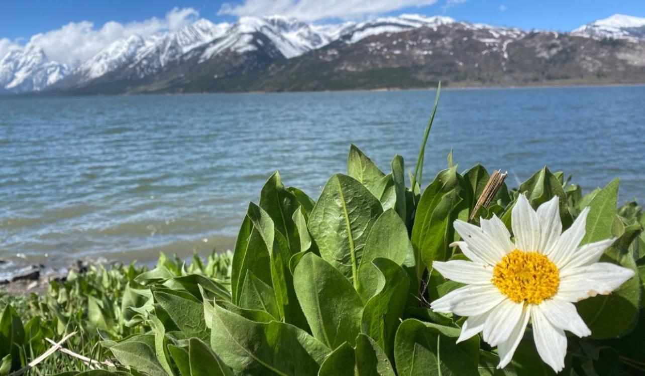 54002f6c-f06c-4829-93d5-5432fcc7b8bb