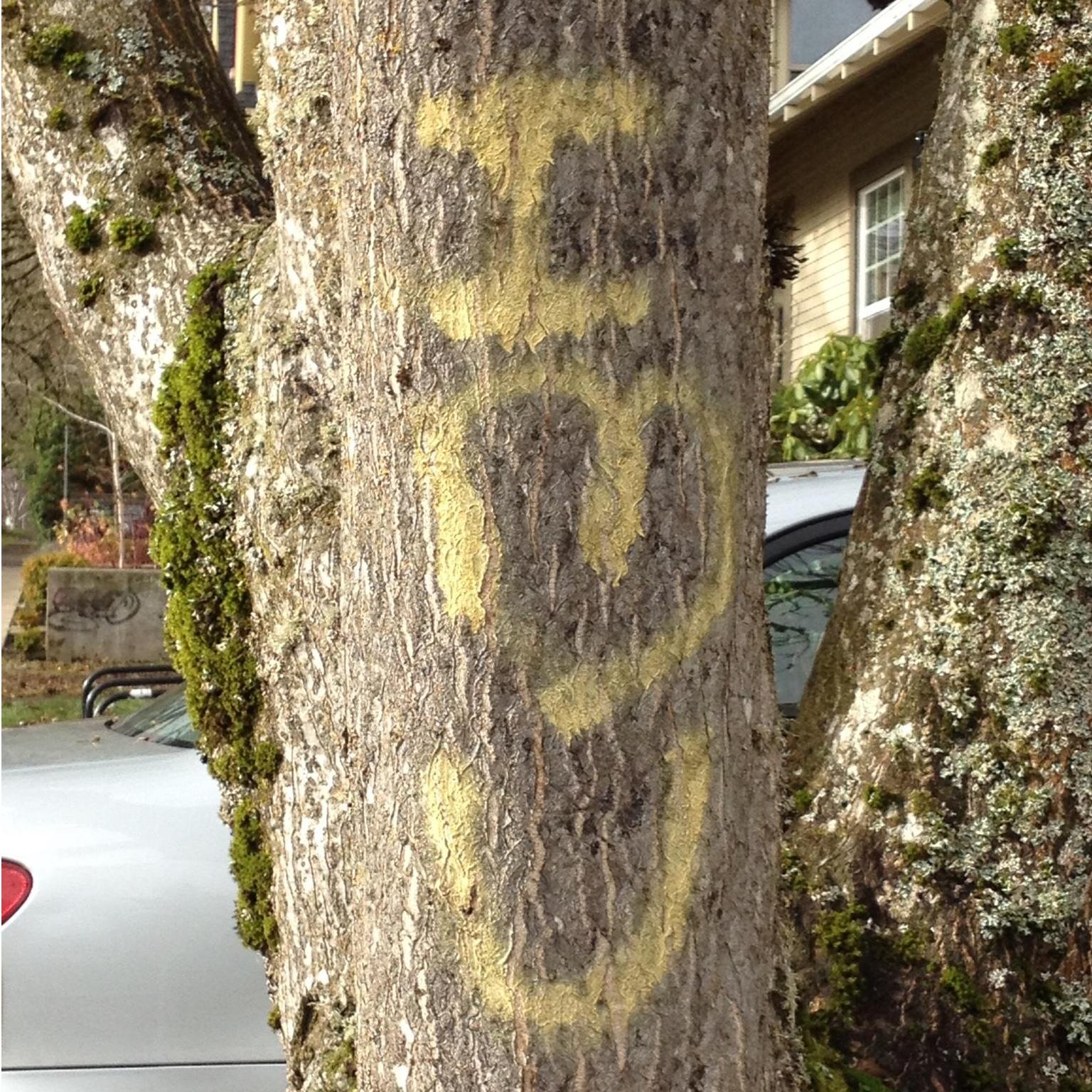 We walked past this tree to get to each other's college houses every day.