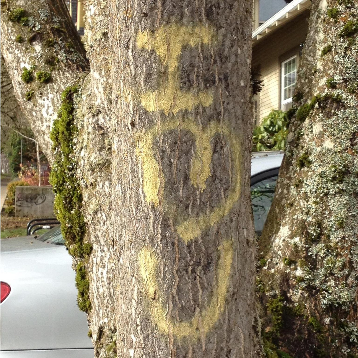 We walked past this tree to get to each other's college houses every day.
