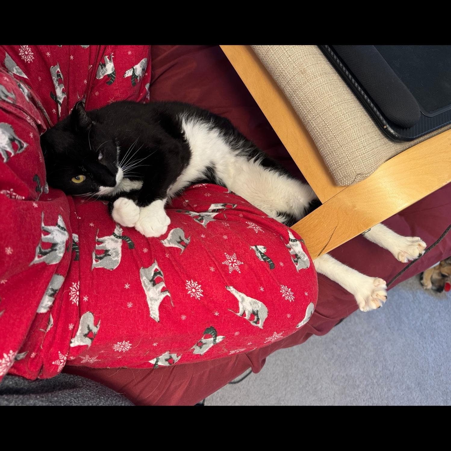 Bruce being a snuggle bug.