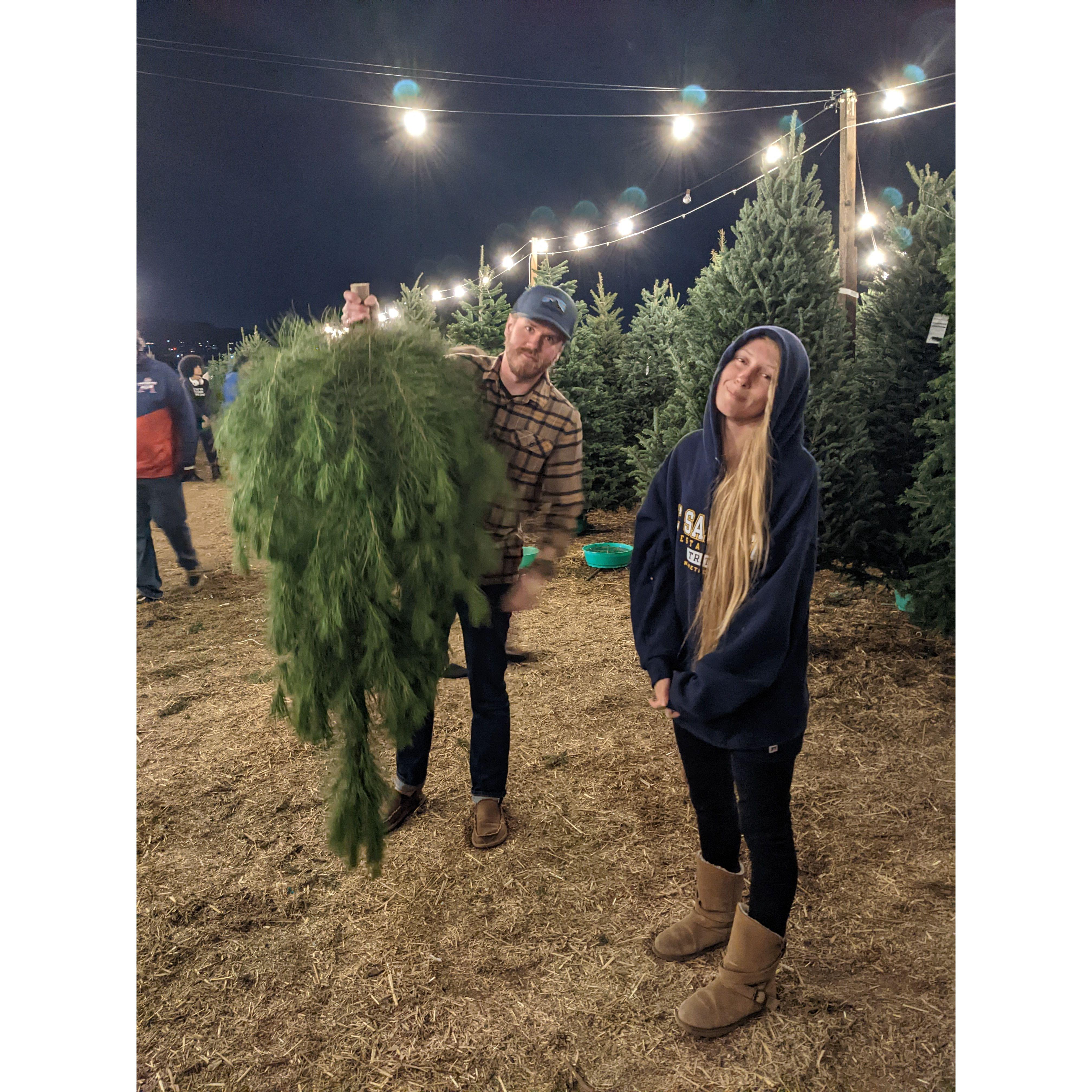Christmas Tree Chopping 2023