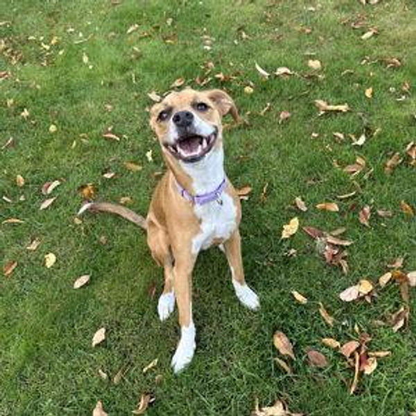 Give Pippa the fenced-in backyard of her dreams!