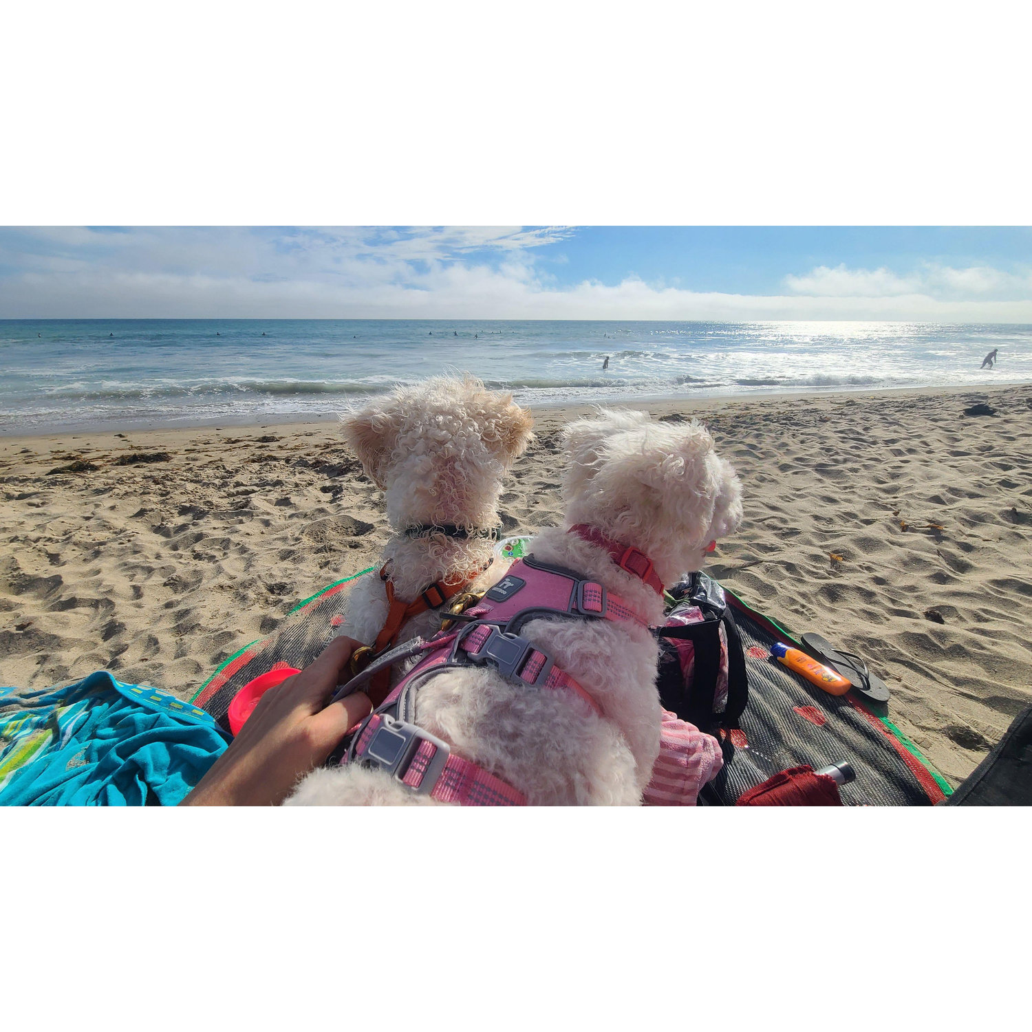 Beach day with our FurBabys 2025