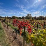 Alto Vineyards