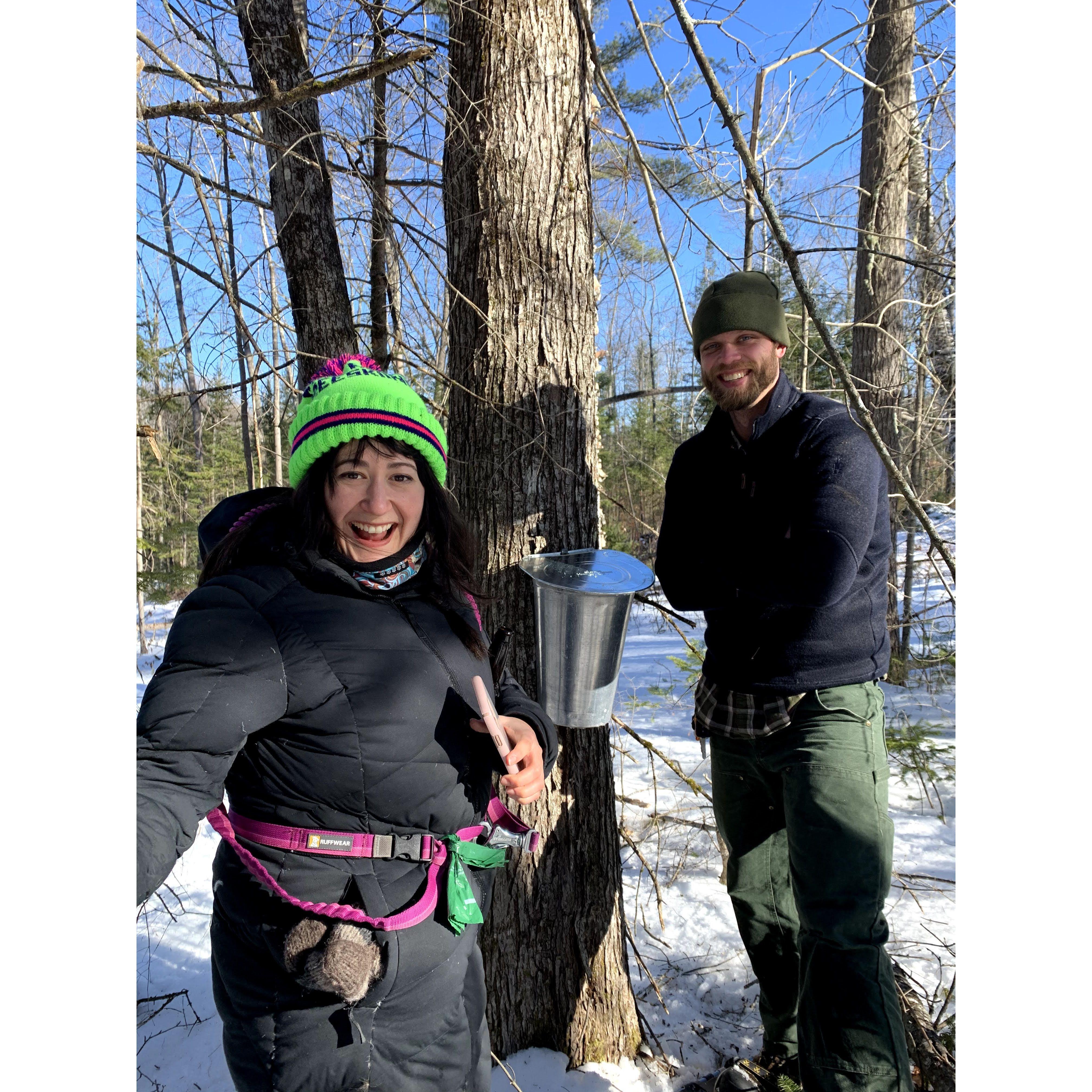 Tapping Maple Syrup on the Solomon 66