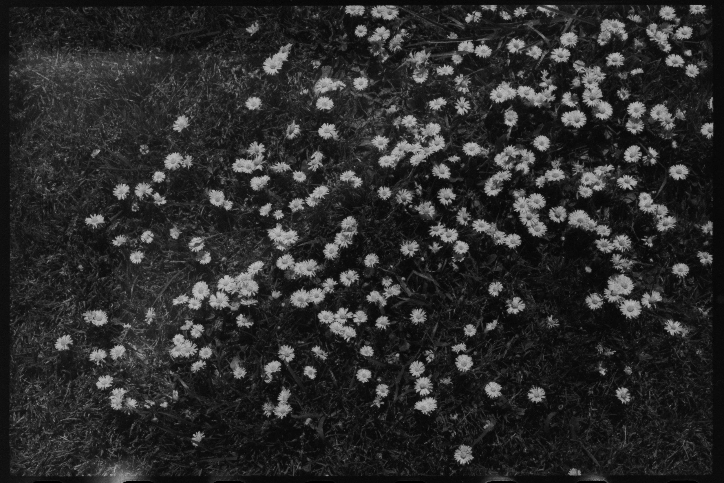 The Wedding Website of BRIGITTE HILLESHEIM and JERRY BEITZELL