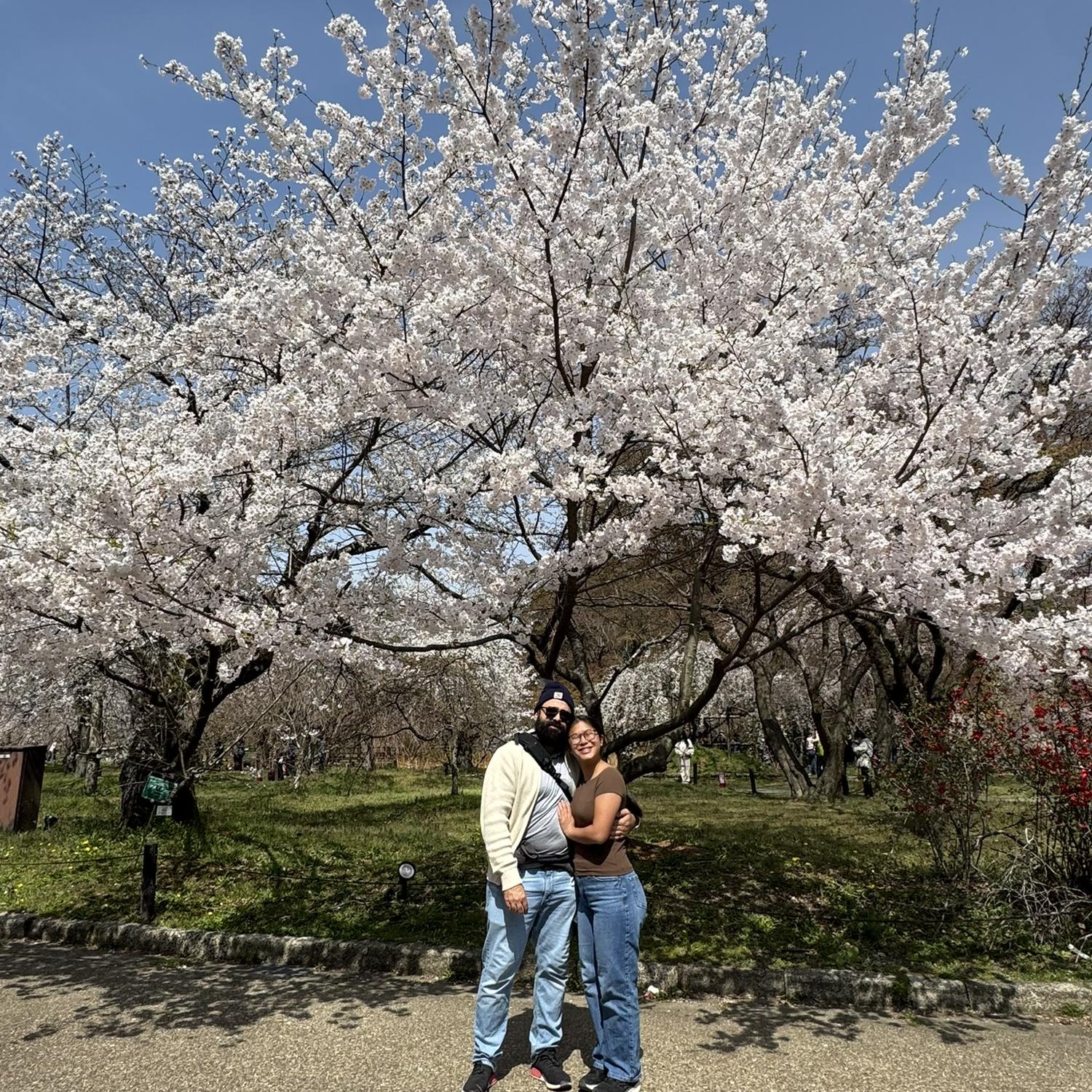 Under the cherry blossoms of Japan