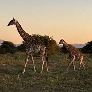 Safari Honeymoon Fund