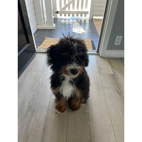 Mister Biggie Littles