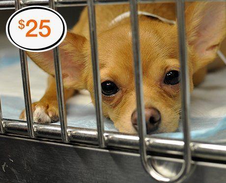 Donate to the ASPCA and Help Animals