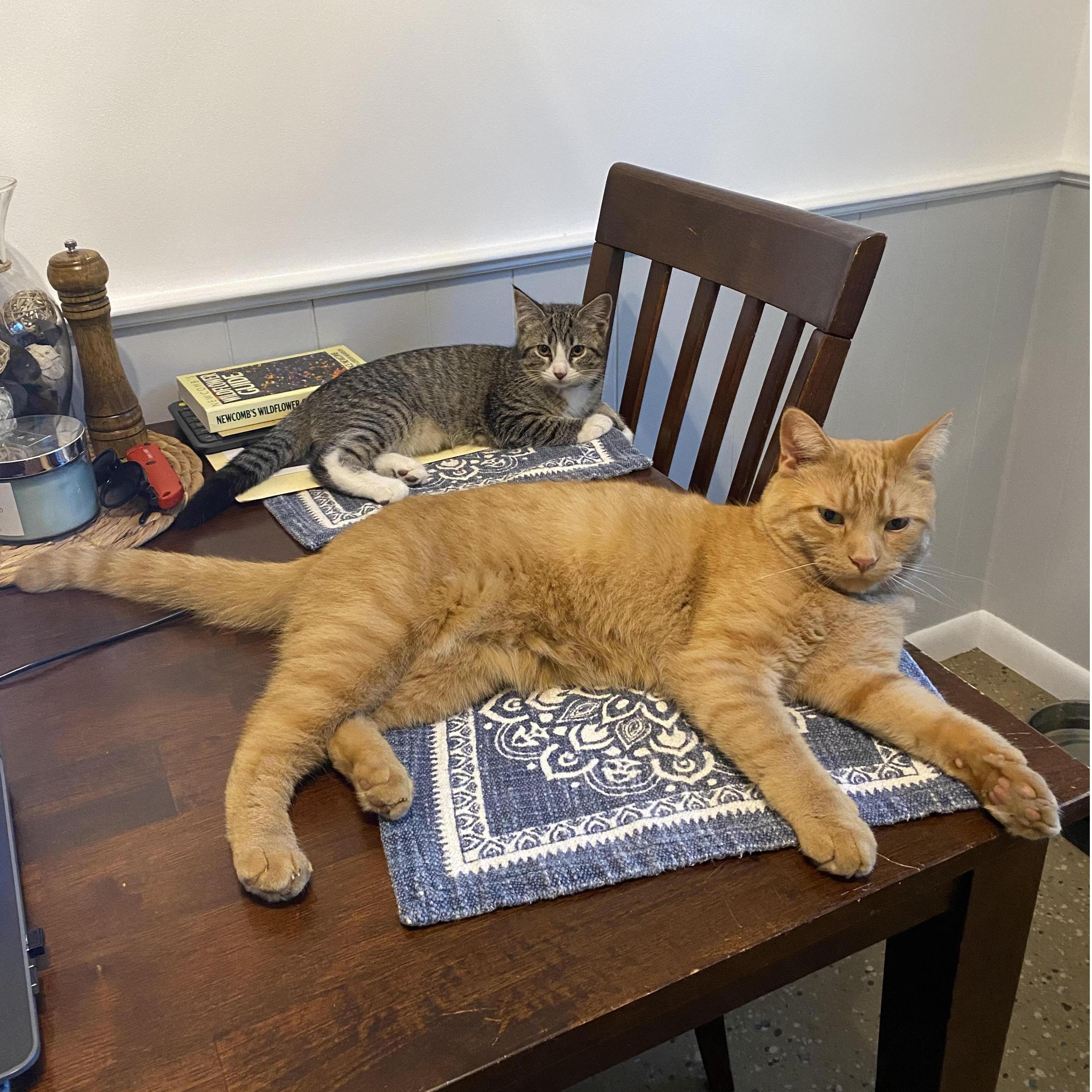 Always making themselves at home.