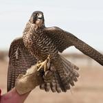 The Peregrine Fund's World Center For Birds of Prey