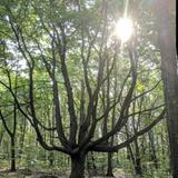 Houdek Dunes Natural Area: The Leelanau Conservancy
