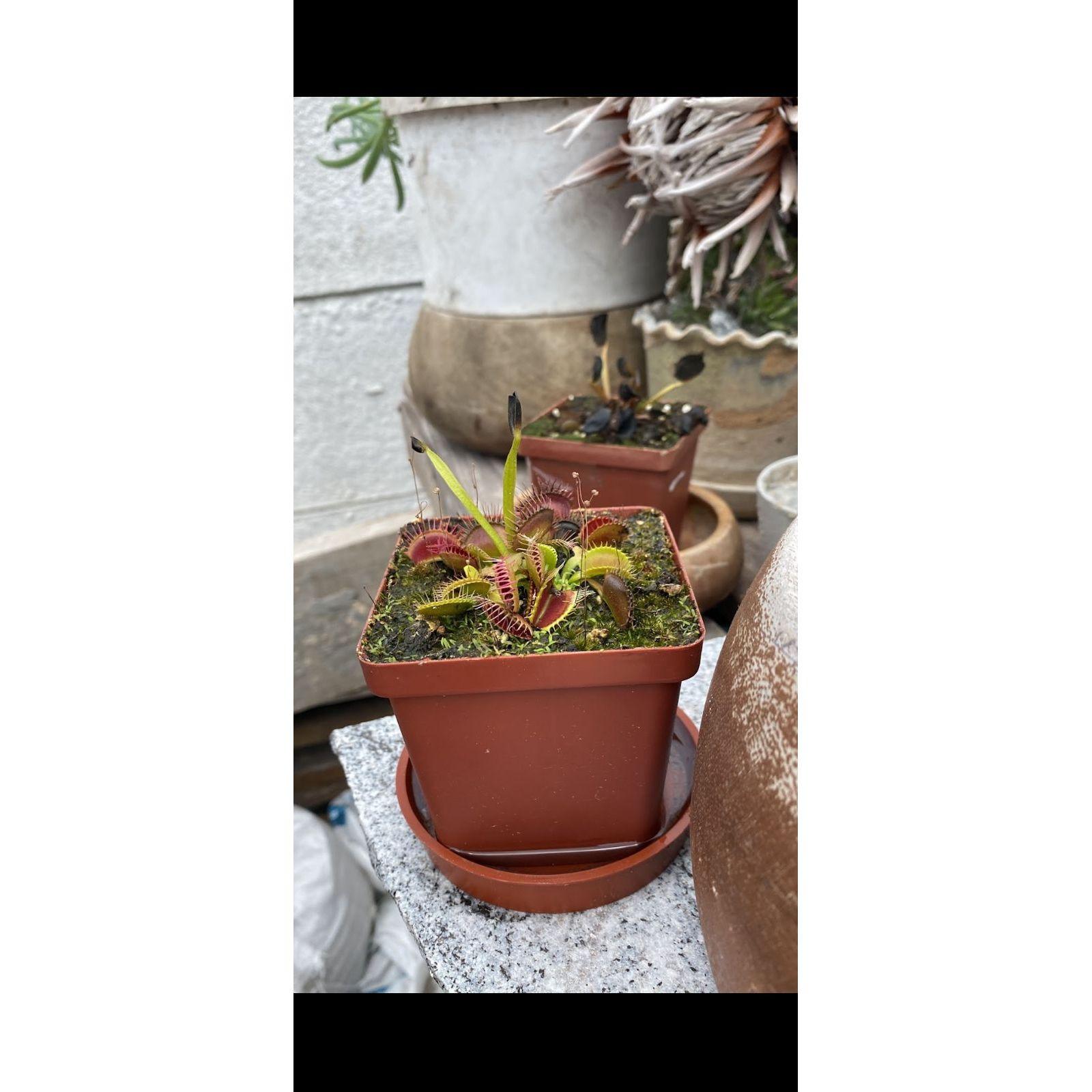 Our first plant we ever bought together - not surprisingly, it's dead now :)