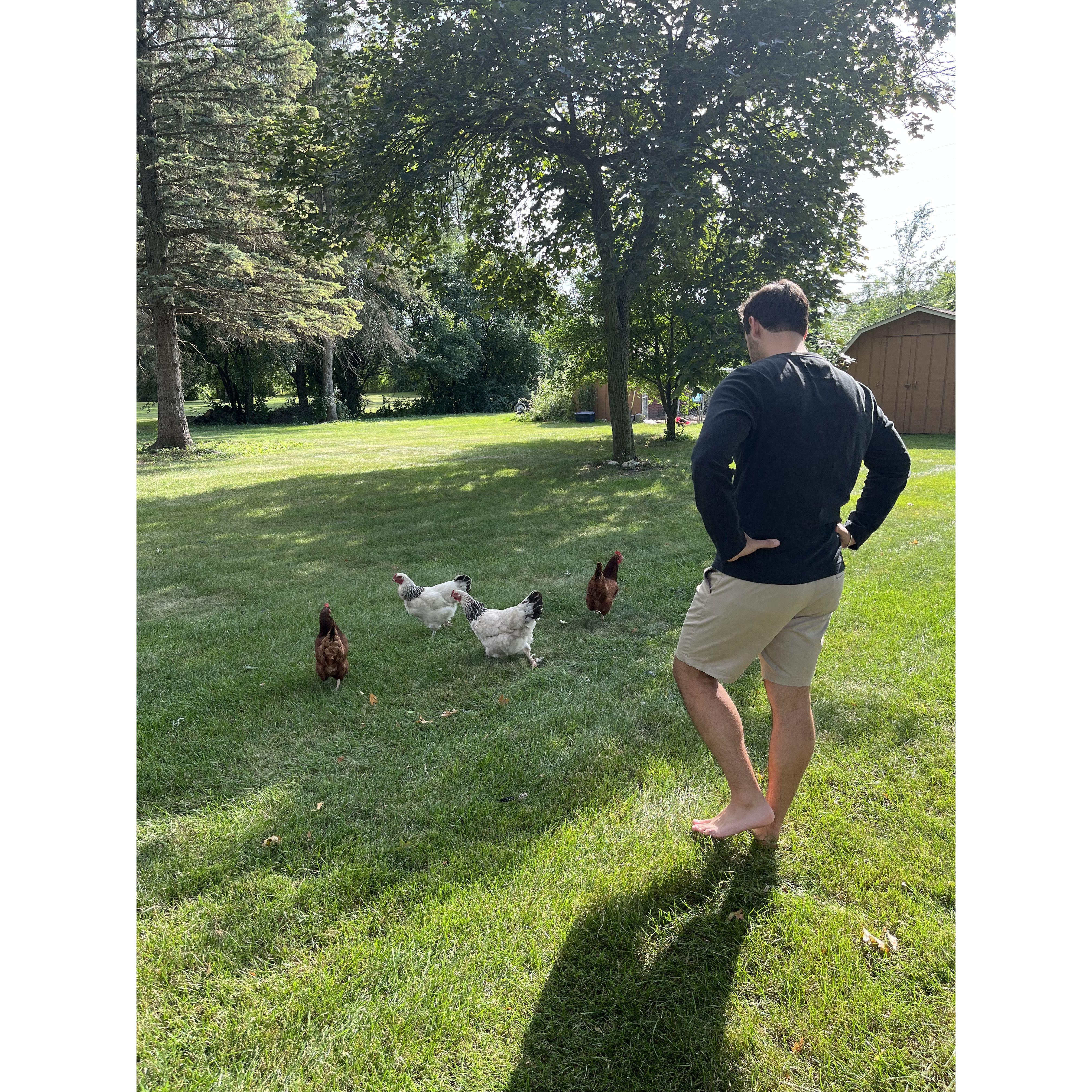 Michael shepherding the Chickens at the Guarino household