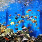 Waikiki Aquarium