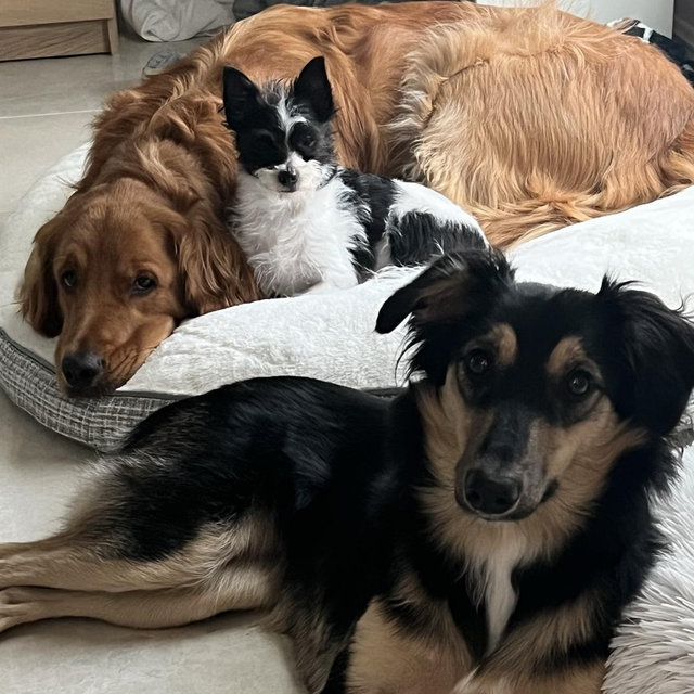 Year's Supply Of Pet Treats