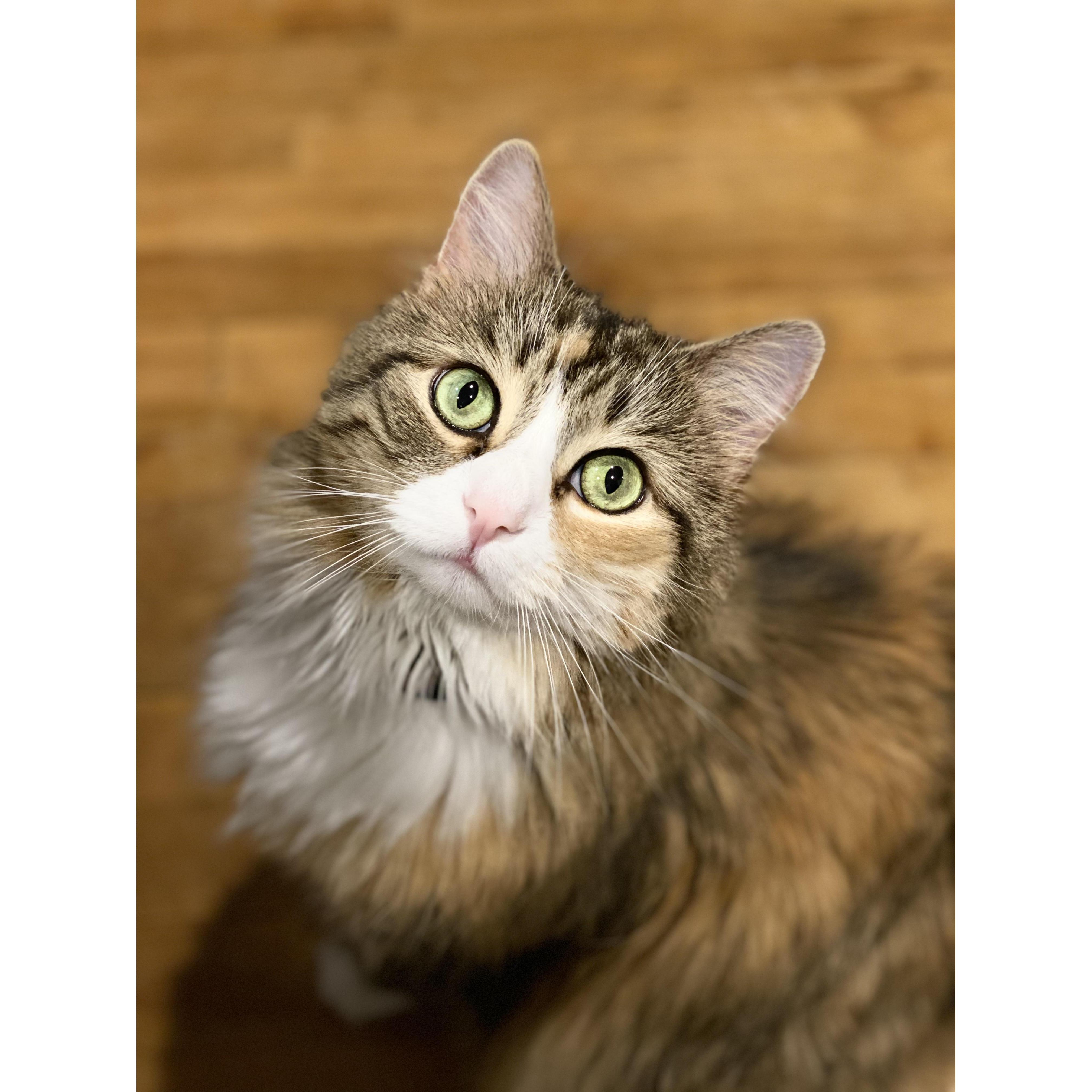 Arya