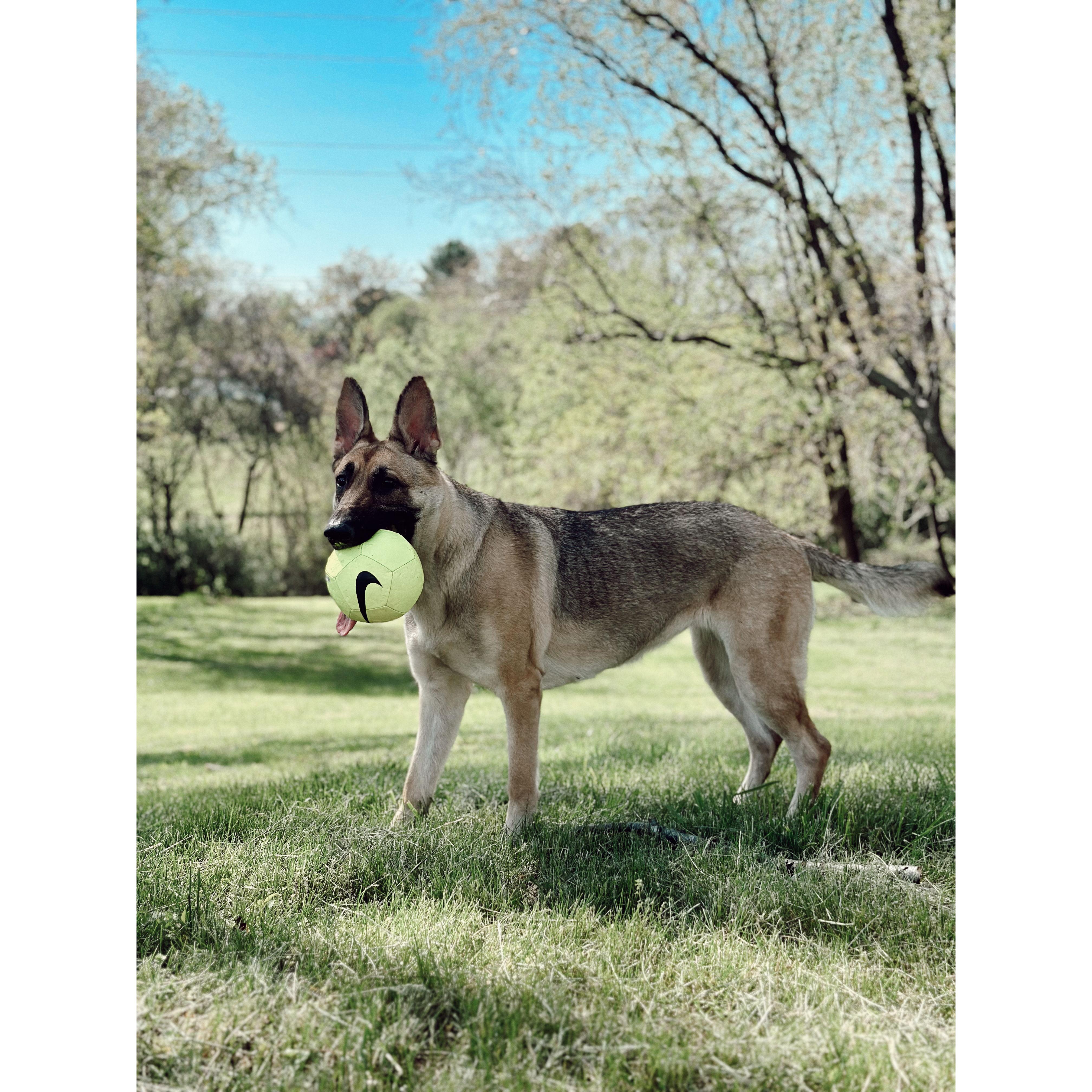 Leo’s guard dog