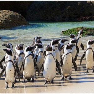 See the penguins