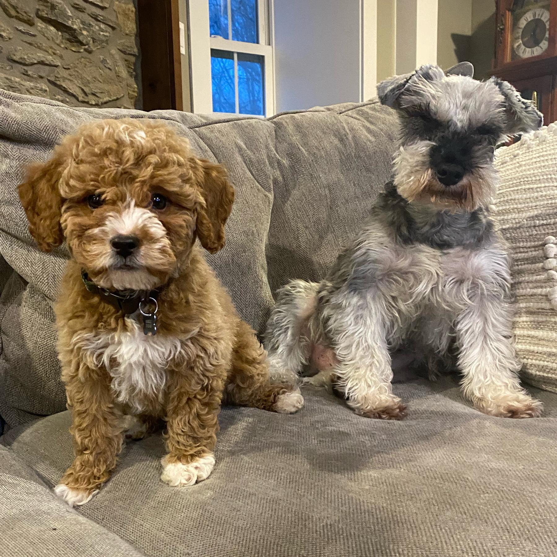 Danny Boy and Mosby’s Year's Supply Of Pet Treats