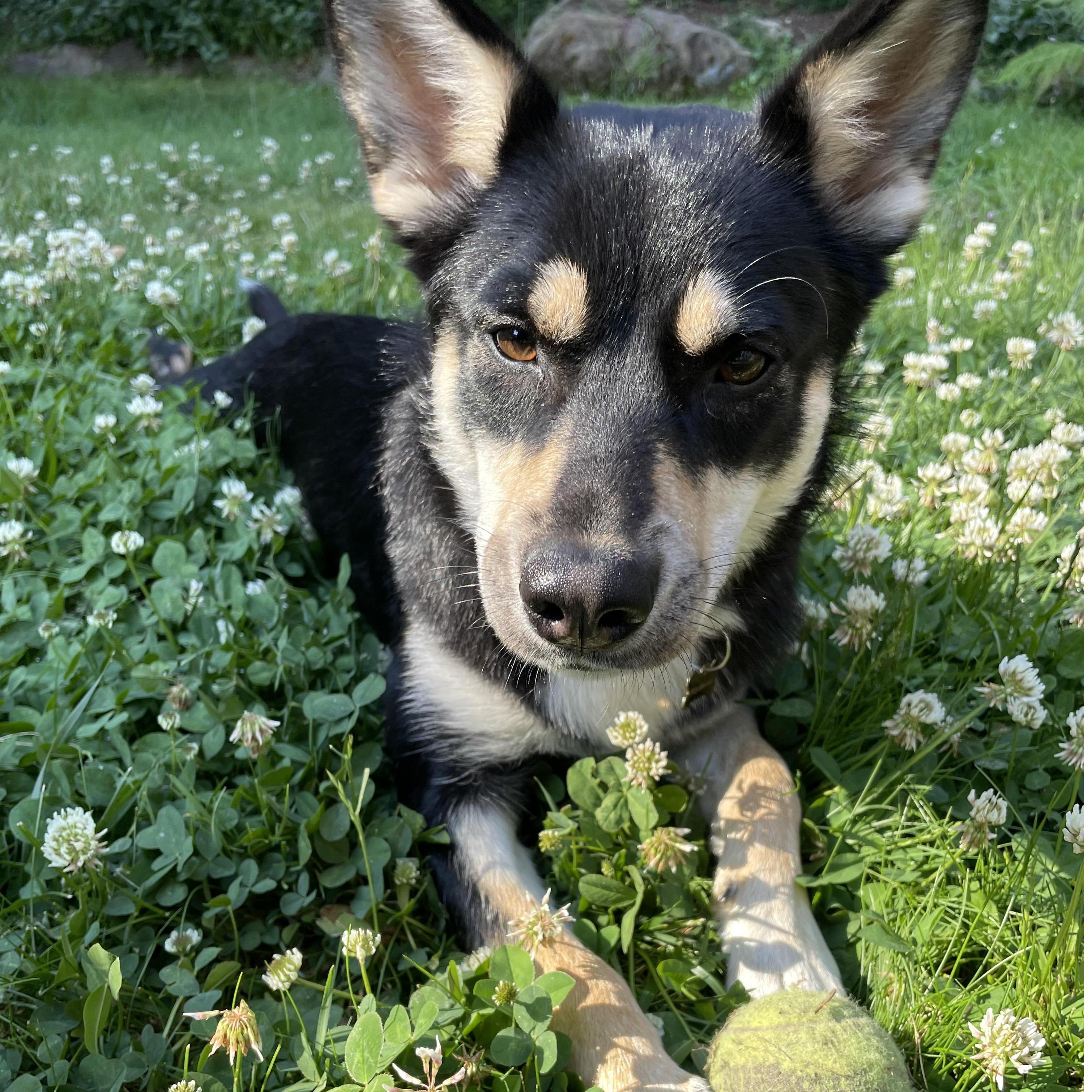 Our sweet pup Olive <3