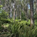 Miller Woods Conservation Area