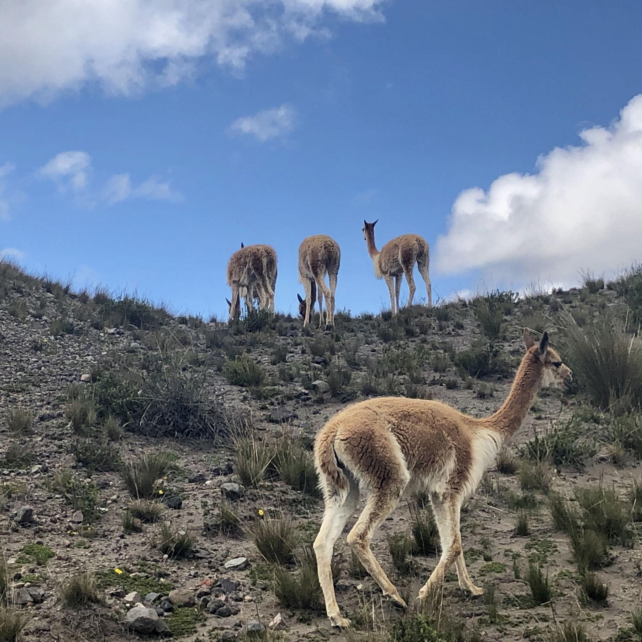 Chimborazo - Home to the iconic wild llamas. This destination is farther away and involves a more demanding hike. It’s incredibly beautiful though.