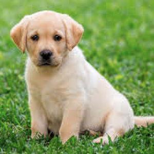 Puppy Fund
