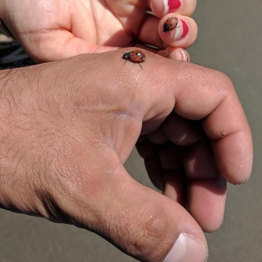 Lady bugs at the beach