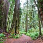 Reinhardt Redwood Regional Park