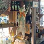 Bobcat Teddy's Icehouse