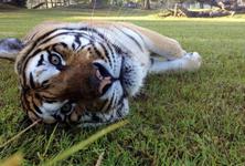 Big Cat Habitat Gulf Coast Sanctuary