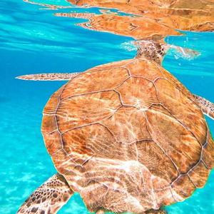 Swimming with Turtles