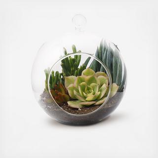 Globe Succulent Terrarium