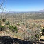 Hike at Javelina Rocks - Saguaro National Park (East)