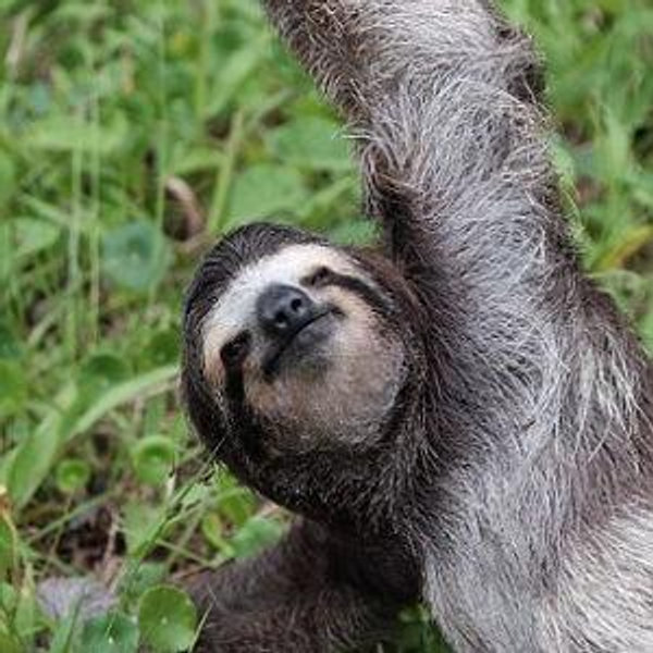Private Yoga Class in the Jungle