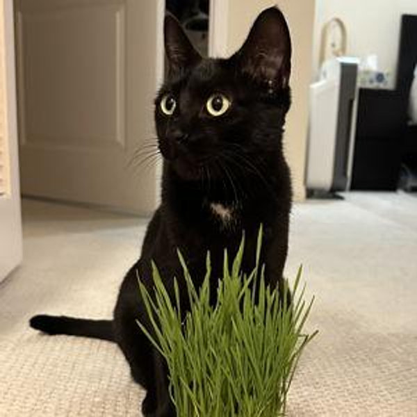 Future Cat Adoption
