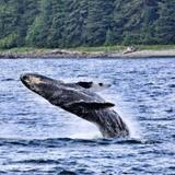Allen Marine Whale Watching Tour