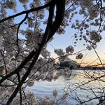 Tidal Basin