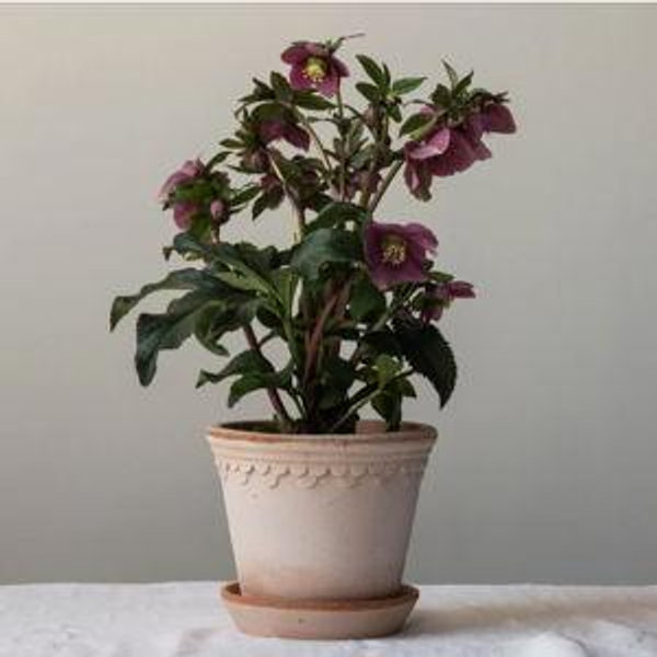 Planter & Saucer - Medium