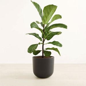 Large Indoor Fiddle Leaf Fig Tree