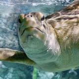 Shedd Aquarium