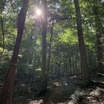 The State Botanical Garden of Georgia