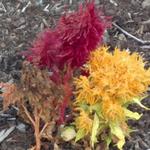 Look Out for Seasonal Flowers