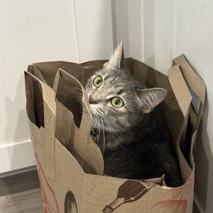 Matcha's Unemployment Fund